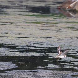 Killdeer in Flight